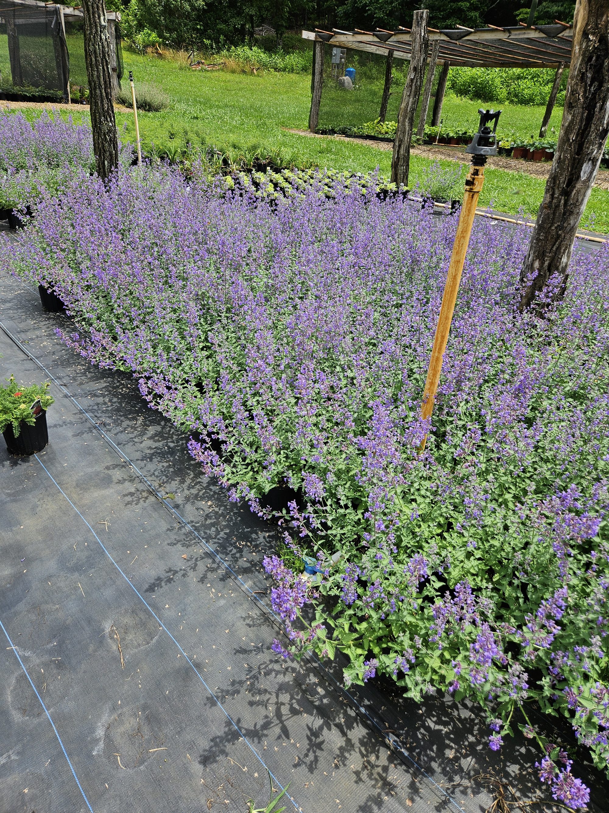Catmint in bloom