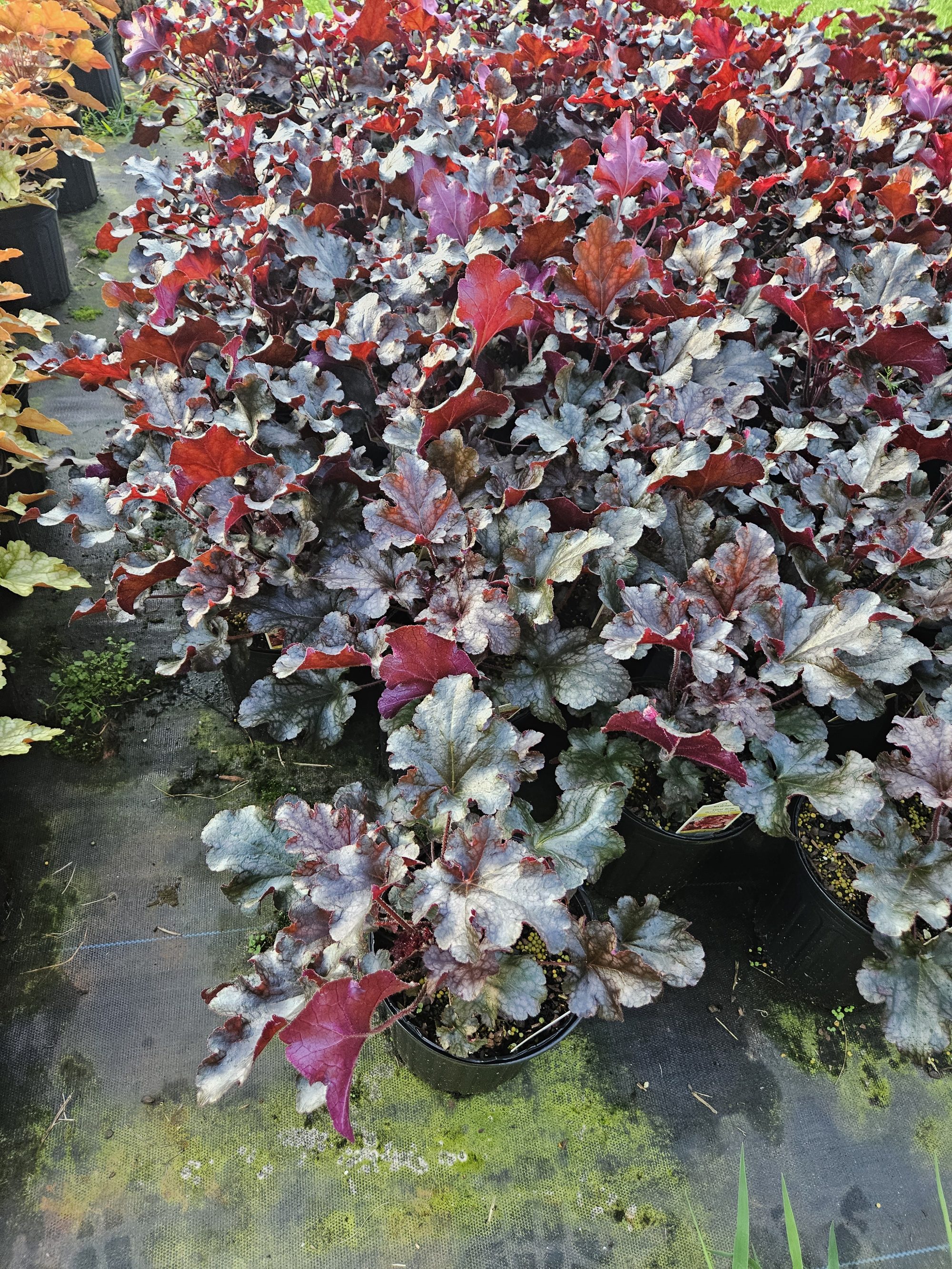 Silver and red coral bells (Heuchera)