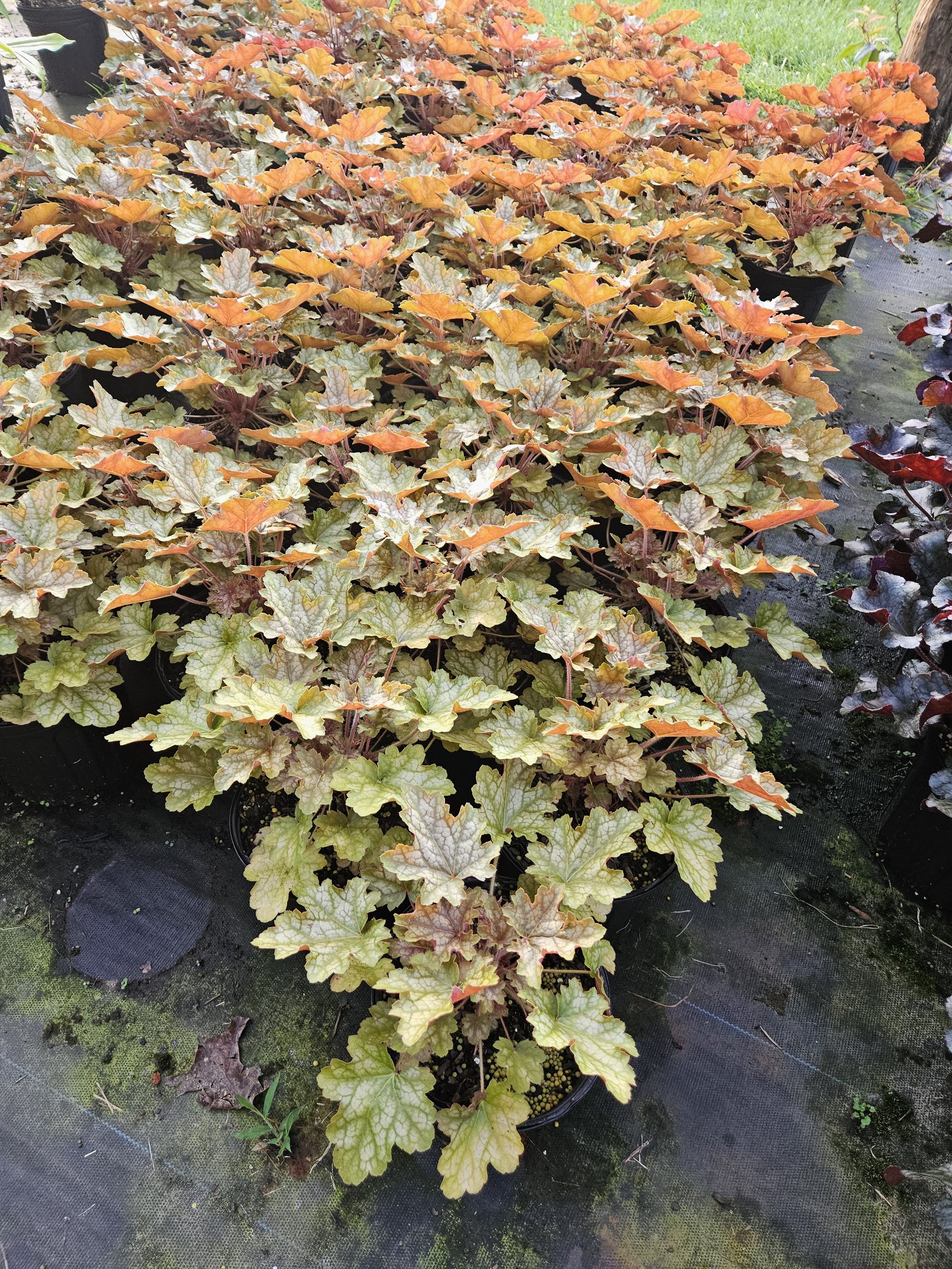 Amber and cream coral bells (Heuchera)