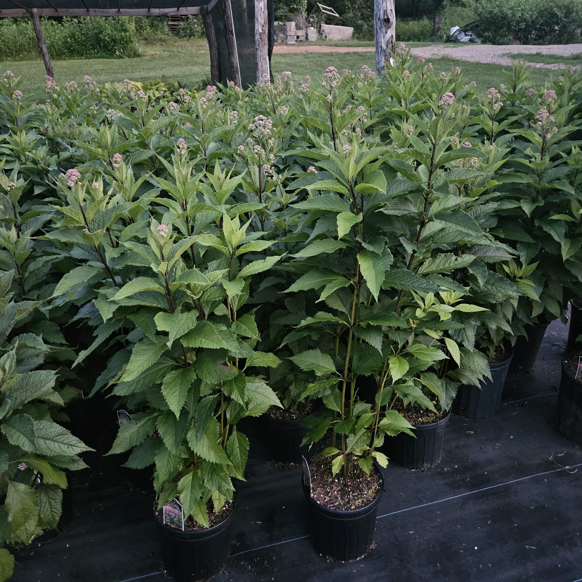 Joe Pye weed in bloom
