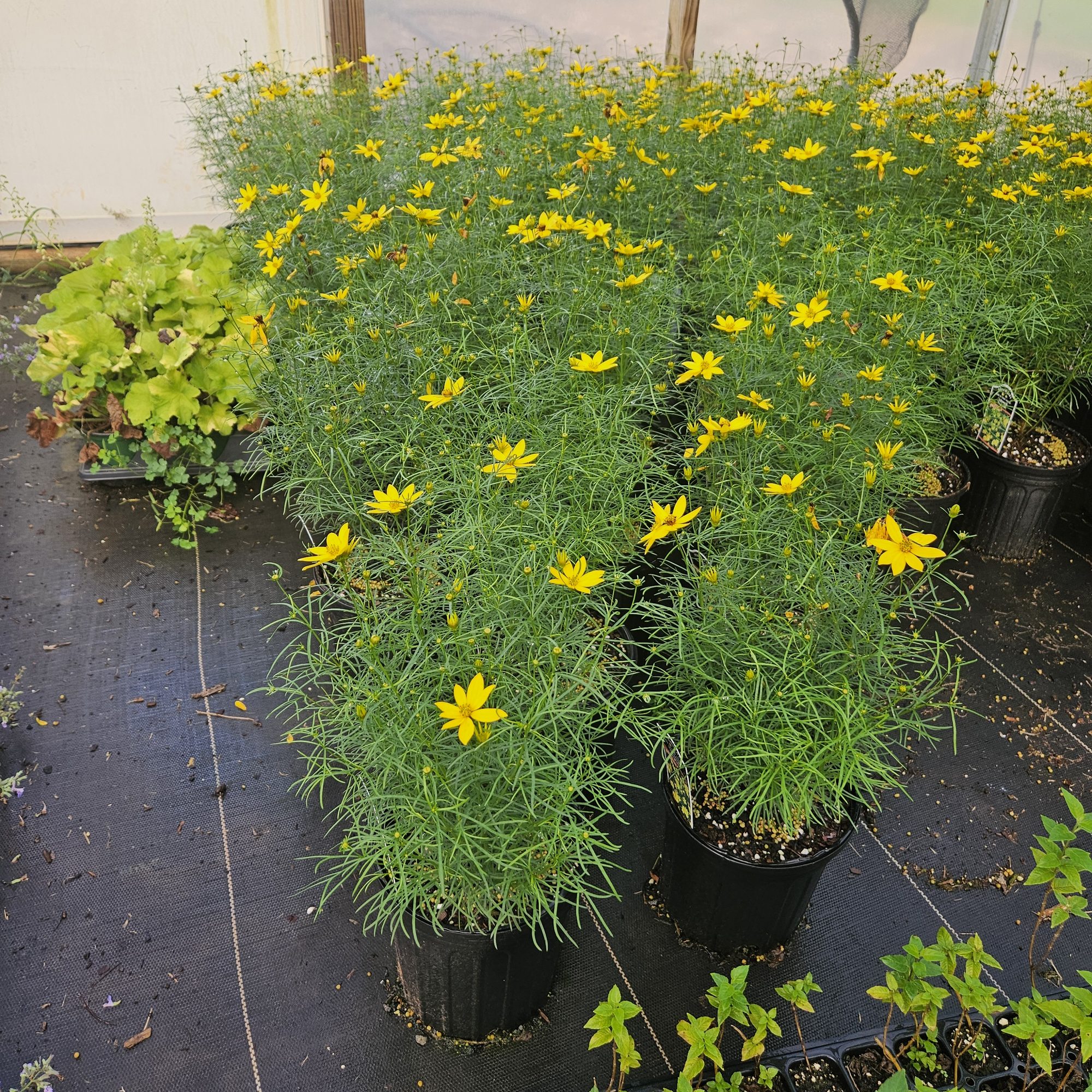 Threadleaf coreopsis with yellow flowers