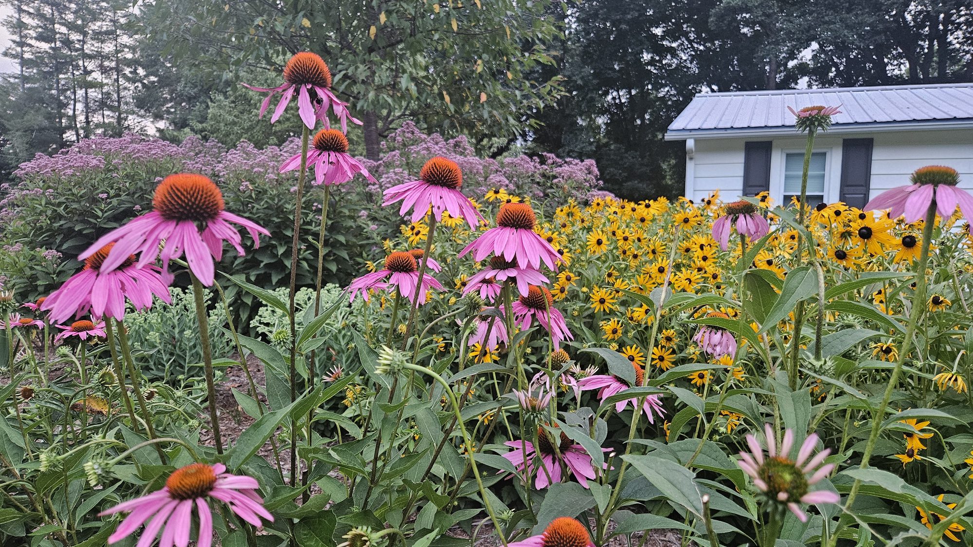 Coneflowers and black-eyed Susans in a garden bed