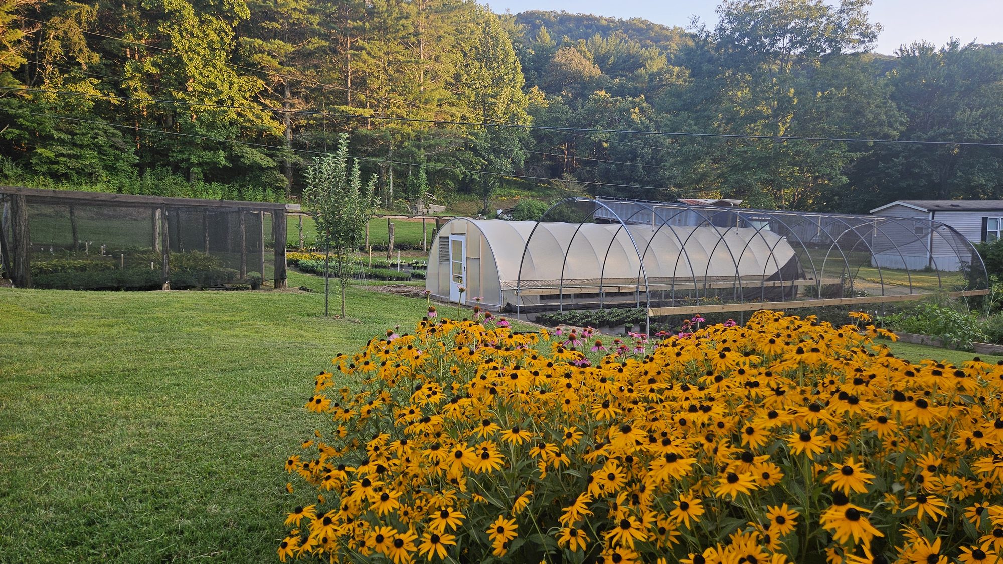 Wide view of the nursery and hoop house at sunrise