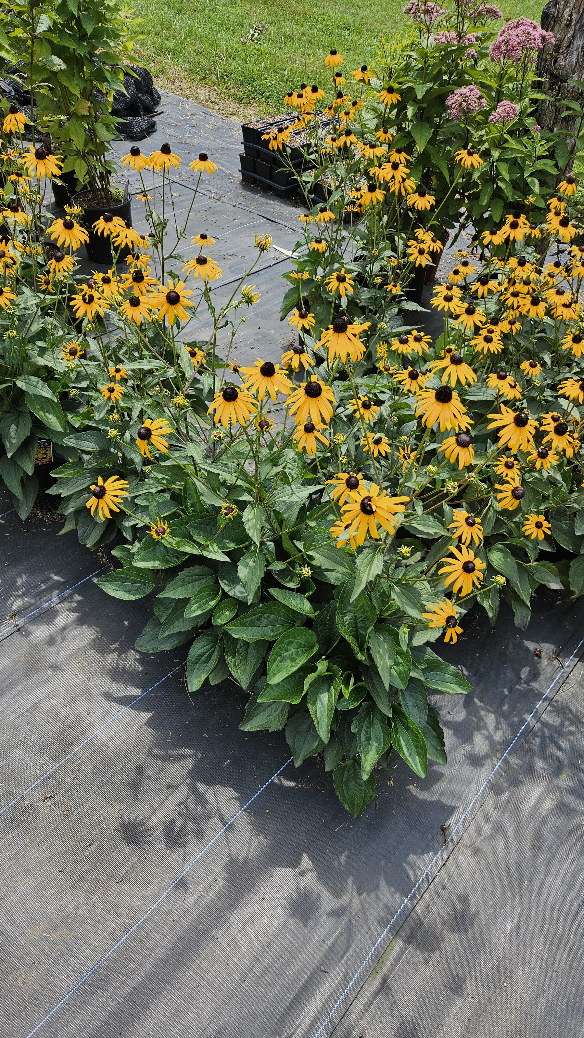 Black-eyed Susans in bloom