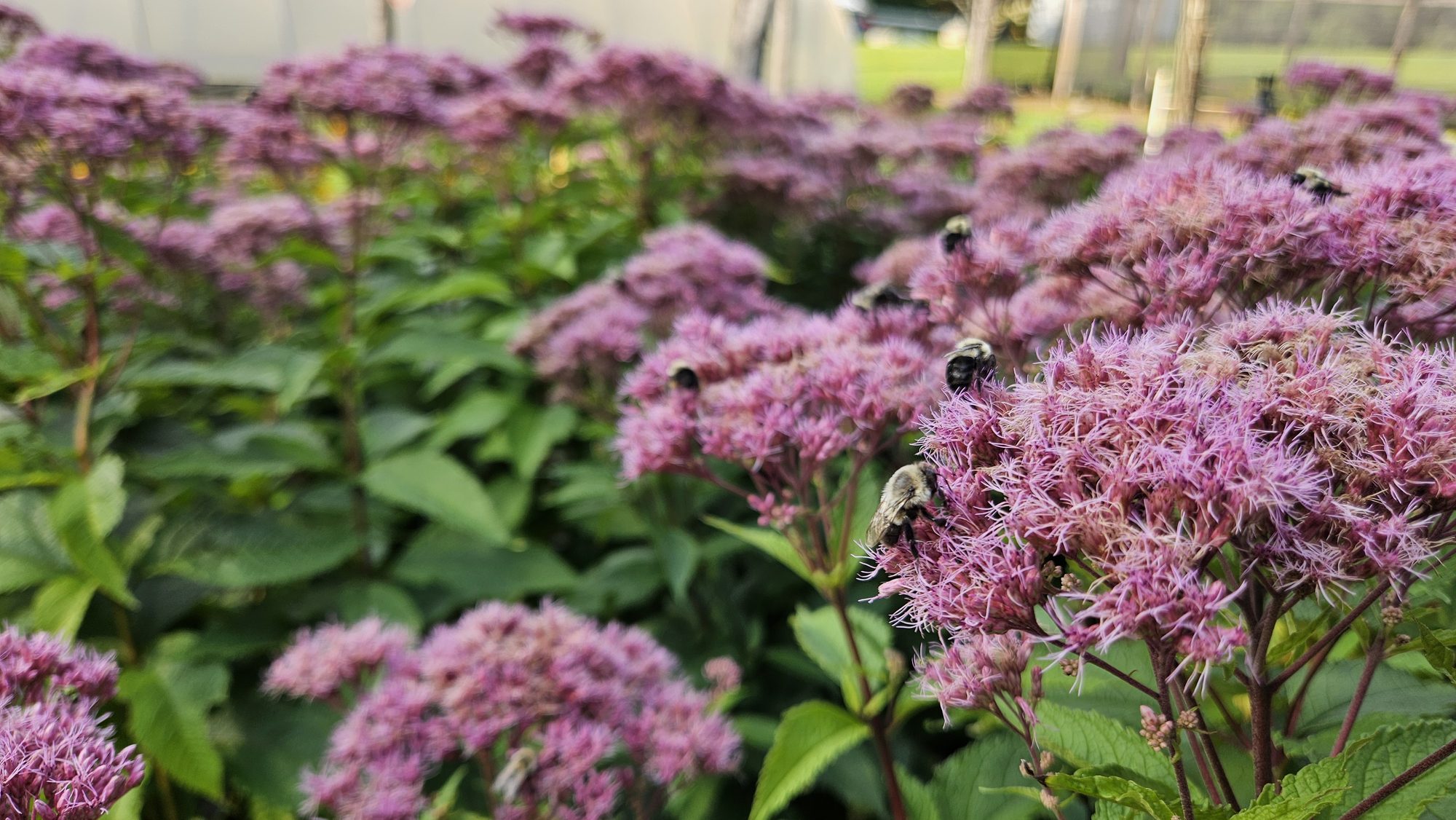 Bumblebees on Joe Pye weed blossoms