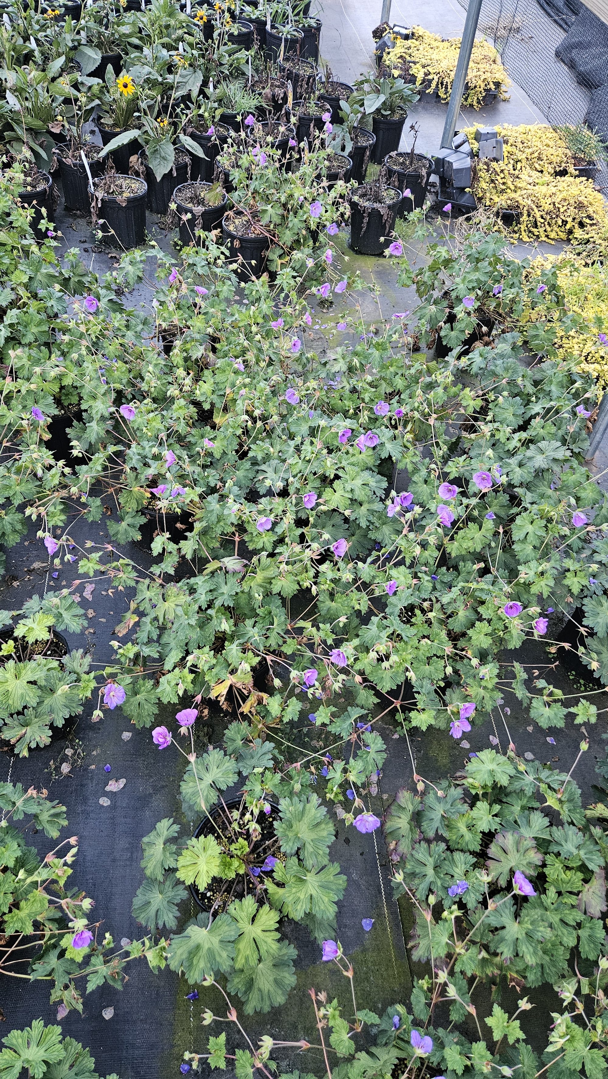 Hardy geraniums in bloom