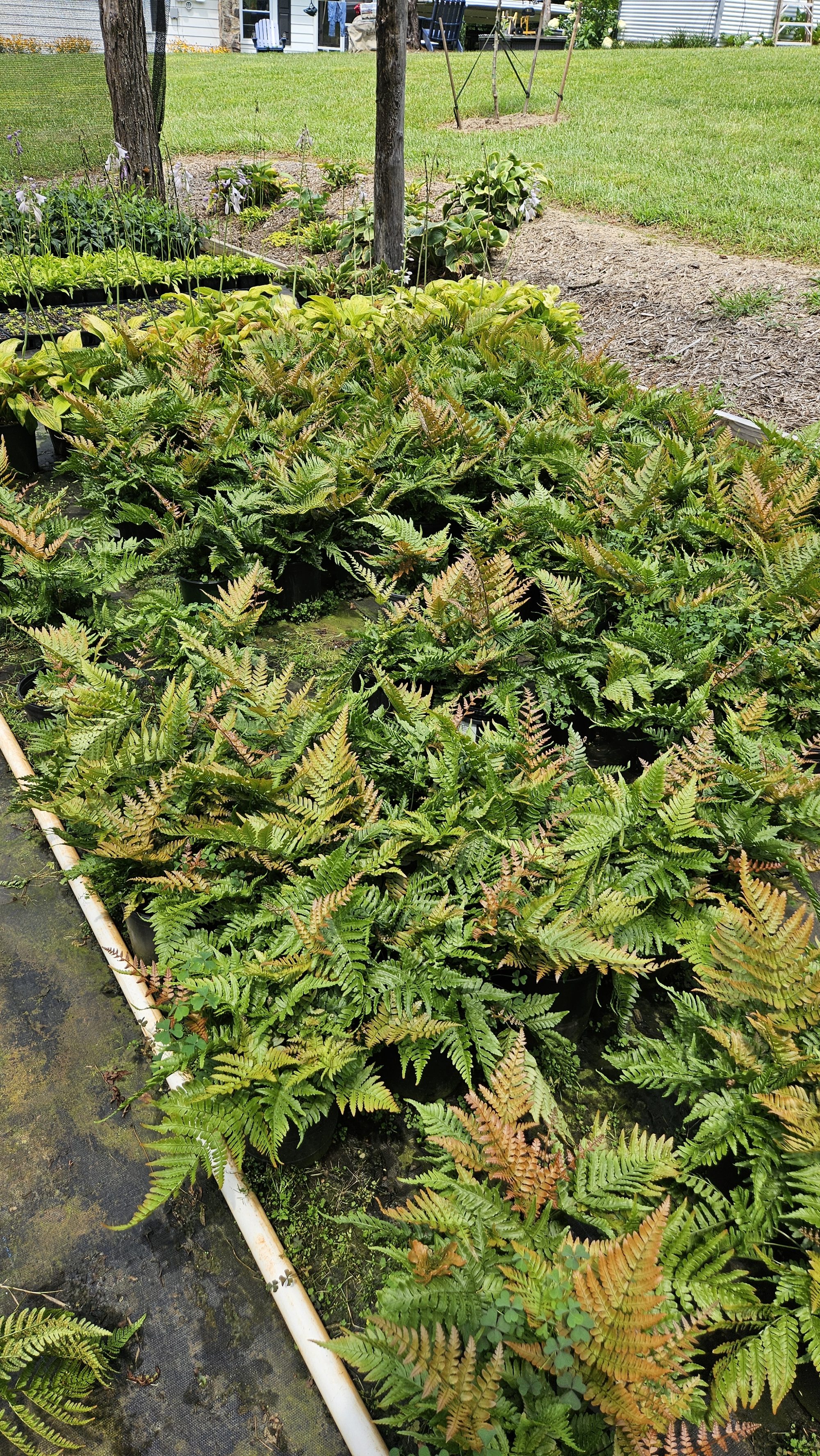 Rows of potted ferns growing at Fed Cove Farm's nursery