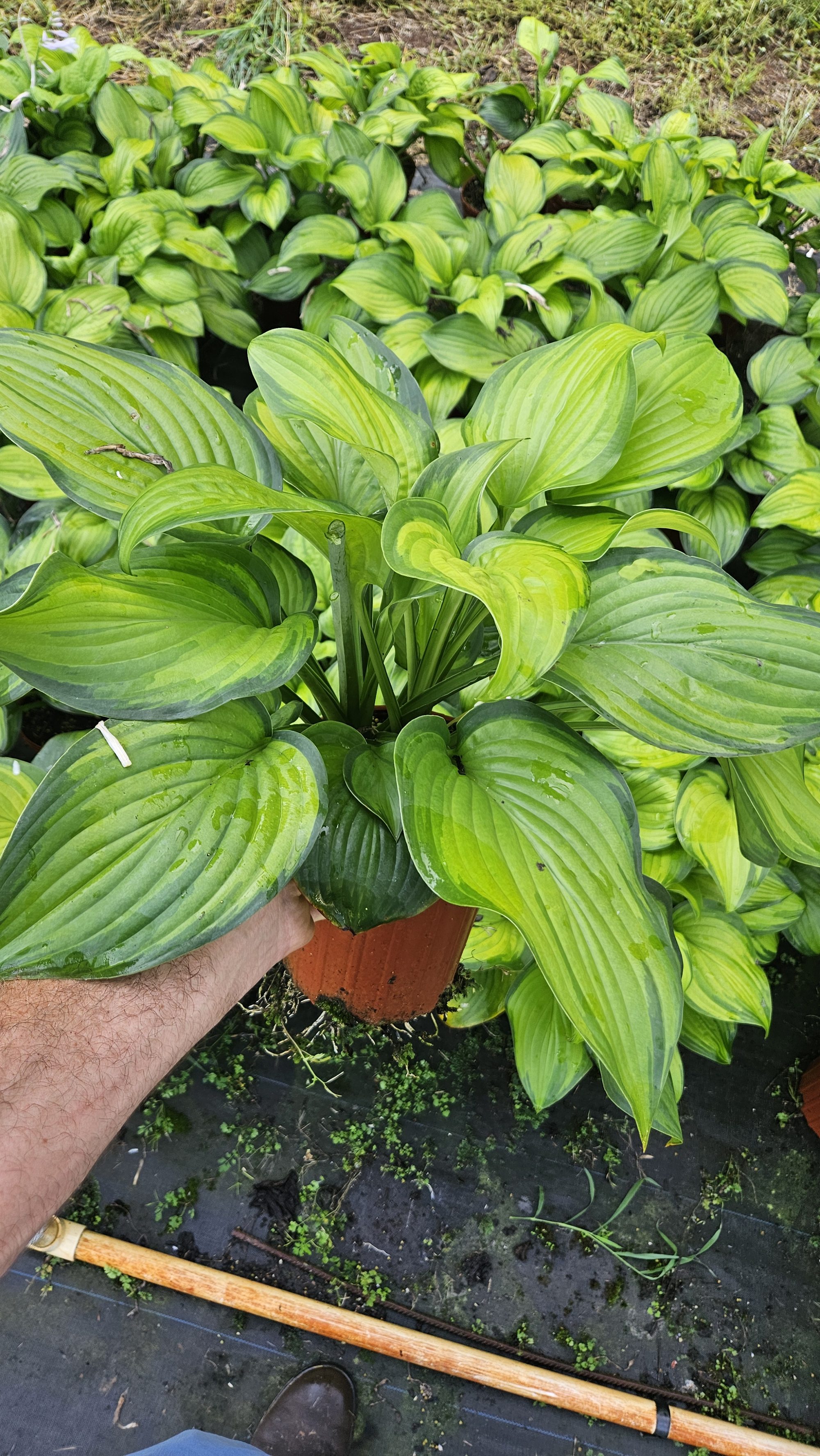 Potted perennials growing at Fed Cove Farm's nursery